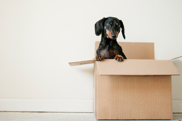 a dog in the moving box